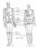 Loomis Skeleton Anatomy Sketch Deviantart sketch template