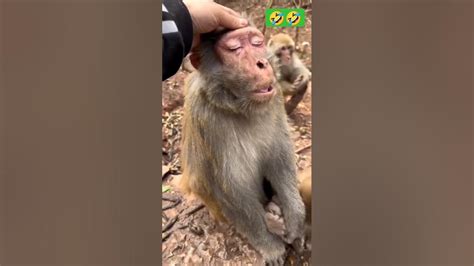 Wajah Monyet Lagi Setres 🤣 Short Youtube