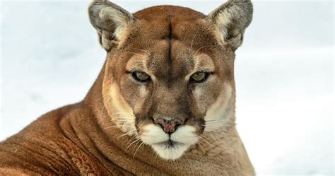 free download cougar wallpapers hd page 2 of 3 wallpaper wiki