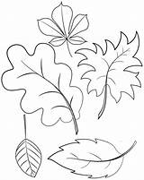 Coloring Leaves Pages Types Botanical Create sketch template