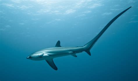 haaien duikvakanties dive  travel