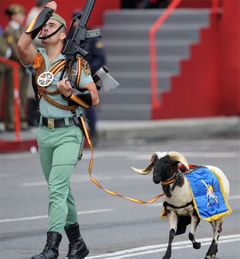 spanish foreign legion goat men in uniform legion spanish