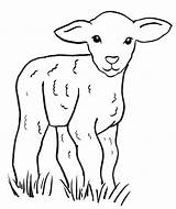 Lamb Coloring Sheep Drawing Pages Easy Tattoo Baby Print Samanthasbell Realistic Kids Animal Clip sketch template