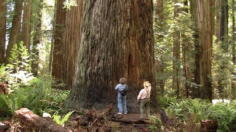 magic  californias redwood forests