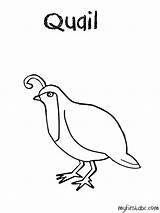 Quail Coloring Pages Clipart Template Easy Kids 34kb Clip Library Sketch Popular sketch template