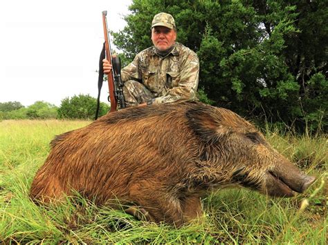 hog hunting tx
