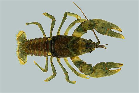 study seeking rare river crayfish arent  kicking rocks