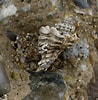 Afbeeldingsresultaten voor "ocenebra Erinacea". Grootte: 98 x 100. Bron: www.asturnatura.com
