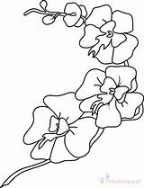 Orchids Storczyki Svg Kolorowanki Printable Dzieci Openclipart Dendrobium Webstockreview Są Tego że Klasą Niektórzy Kwiatka Piękną Uważają Trudno Rośliną Dbać sketch template