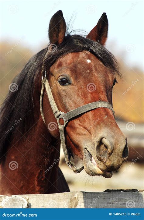 horse head royalty  stock photo image