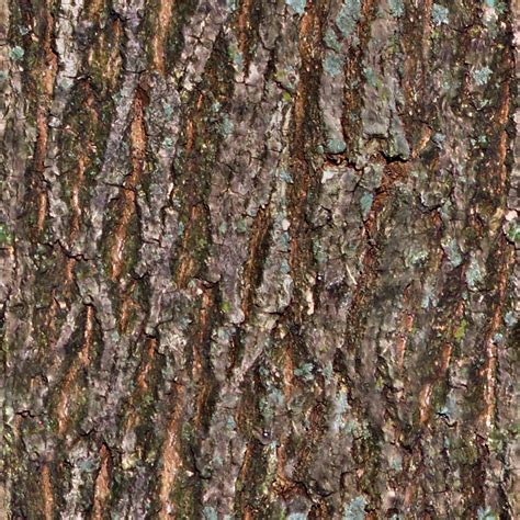 seamless tiling tree bark texture bark  colcorpng opengameartorg