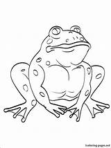 Coloring Toad Pages Bullfrog Frog Getcolorings sketch template