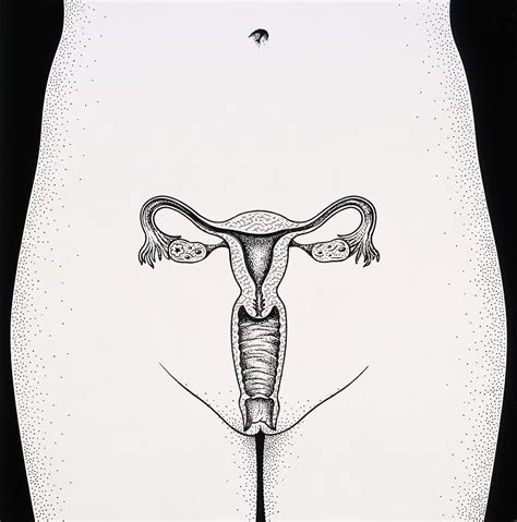 female reproductive organs photograph by john bavosi fine art america