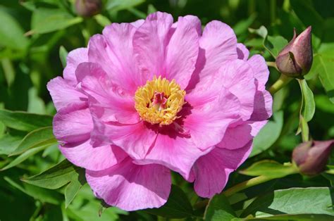 southern peony  intersectional peony blooms early mid week