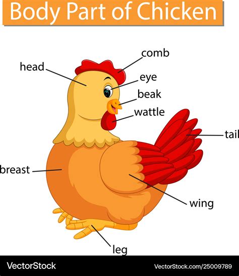 diagram showing body part chicken royalty  vector image