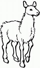 Llama Coloring Pages Printable Clipart Lama Cartoon Print Kids Outline Alpaca Clip Animal Cliparts Colouring Para Color Llamas Template Sheet sketch template