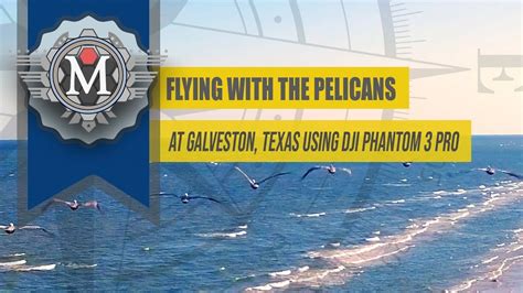 amazing drone flight galveston texas flying   pelicans  youtube