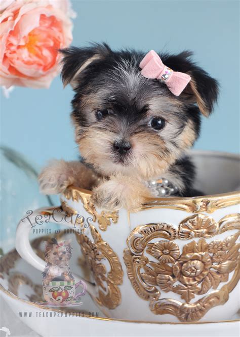 designer breed puppies for sale teacups puppies and boutique