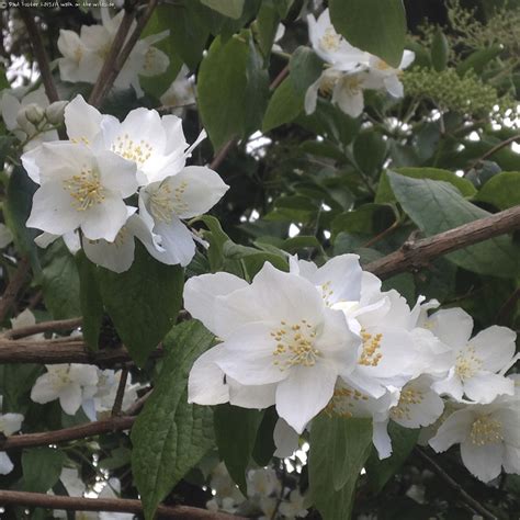 margrethe larsen texas white flowering trees identification tree identification hoheria