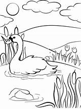 Coloring Goose Swimming Lake Pages Realistic Children Cartoon Funny sketch template