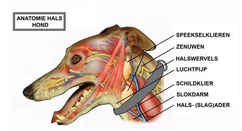 anatomie hals hond honden anatomie speekselklier