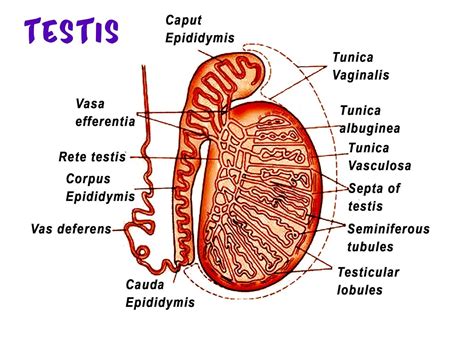 part   male reproductive system  connects testis  epididymis