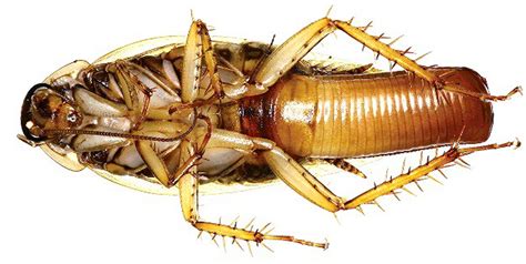 helicopter cockroach moms  protected  young  millions  years smithsonian insider