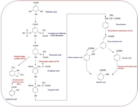 model  salicylic acid sa biosynthesis pathway starting