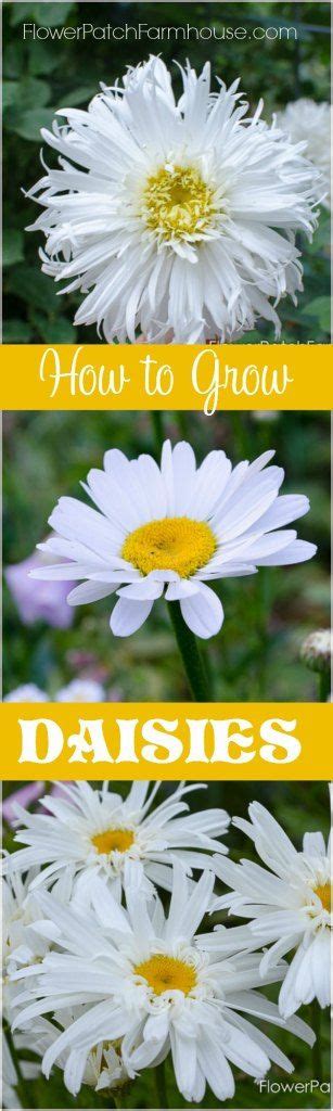 grow daisies easily growing flowers drought tolerant