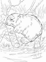 Coloring Beaver River Eurasian Bank Pages Supercoloring Beavers Printable Bever Animal Crafts Category Castor Color Click Getcolorings Drawings Categories sketch template