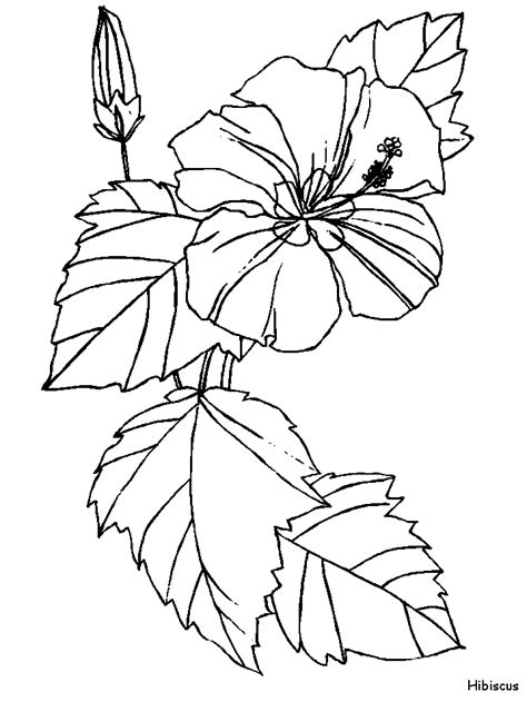 hibiscus coloring pages  printables