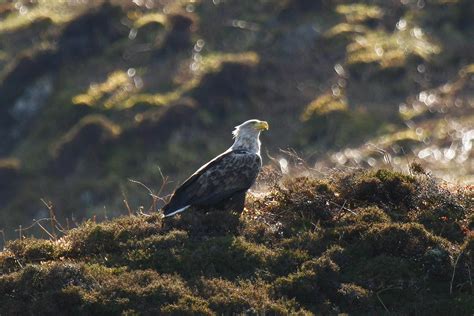 Wild Scotland Wildlife And Adventure Tourism Birds