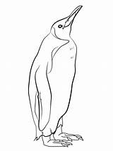 Pinguin Topkleurplaat Pinguïns Kleurplaten sketch template