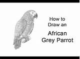 African Grey Parrot sketch template