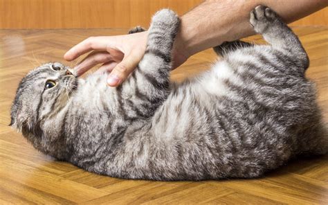 symptoms  cures   clingy cat step  step guide