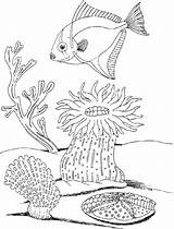 Coloring Plants Underwater Pages Ocean Drawing Life Sea Drawings Getdrawings Getcolorings Printable Paintingvalley Color Popular Adults sketch template
