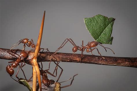 ant brains seeking  lessons  human behavior  society