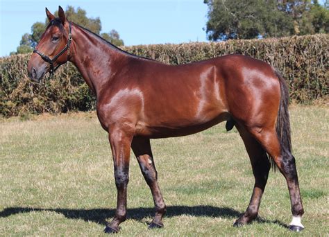 blaze a trail 2021 national standardbred yearling sale auckland