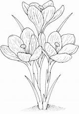 Growing Coloring Plants Beautiful sketch template
