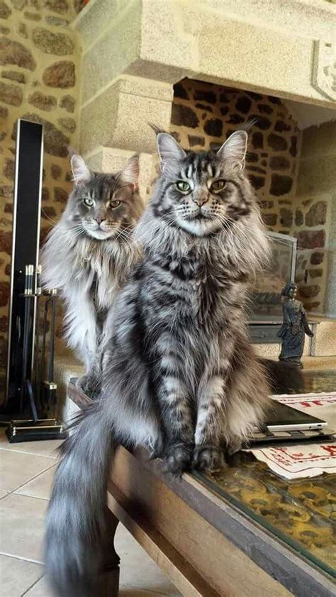 male vs female maine coons picking the gender maine coon cat and kitten