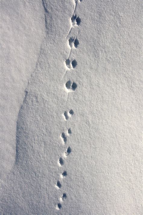 animal tracks   snow photographie hiver cerf
