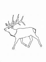 Elk Coloring Pages Template Simple Printable Choose Board sketch template