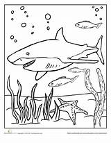 Shark Coloring Pages Sea Sharks Color Education Fish Creature Preschool Sheets Search Under Worksheets Google Happy Kids Ocean Colouring Workbook sketch template