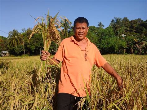 harvest rice ivesguy
