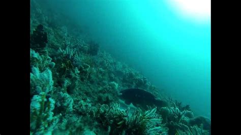 diving fly point nelson bay youtube