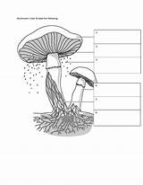 Answers Coloring Protist Labeling Fungus Mushroom Label sketch template