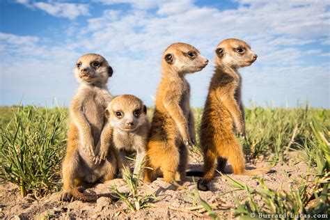 photographing meerkats  burrard lucas blog
