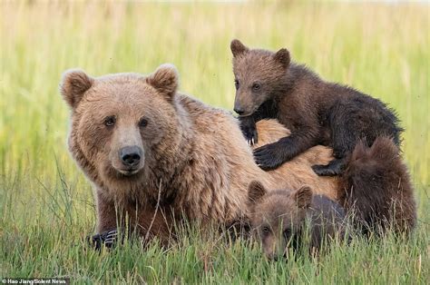 bear hug adorable cubs cuddle  mom  clamber  top