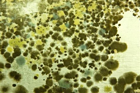 Symptoms Of Mold Exposure Dr Todd Maderis