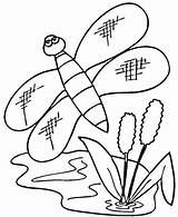Cattail Cattails Tifa Libellula Disegnare sketch template